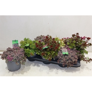 arr8 Sedum Gem