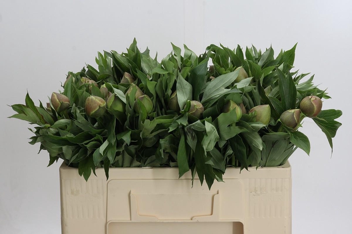 <h4>Paeonia Bartzella</h4>