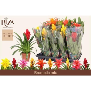 BROMELIA GEM 6 SRT