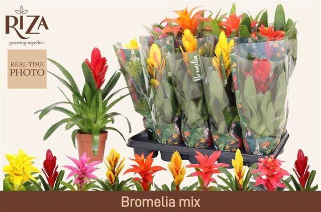 <h4>BROMELIA GEM 6 SRT</h4>
