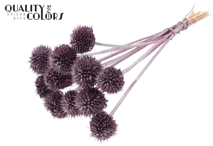 <h4>Droogbloemen   ...bewerkt H%</h4>