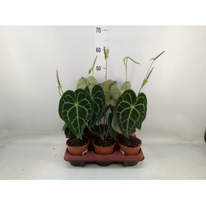 Anthurium clarinervium