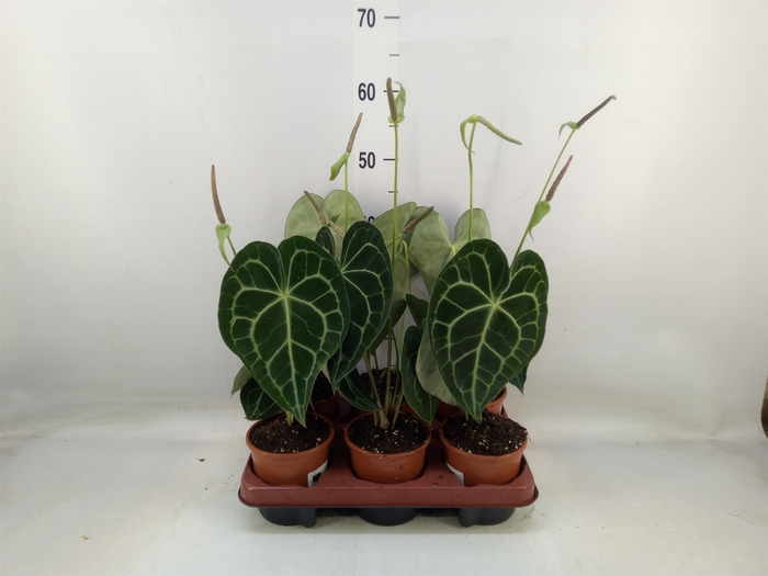 <h4>Anthurium clarinervium</h4>