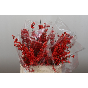 Ilex Rood