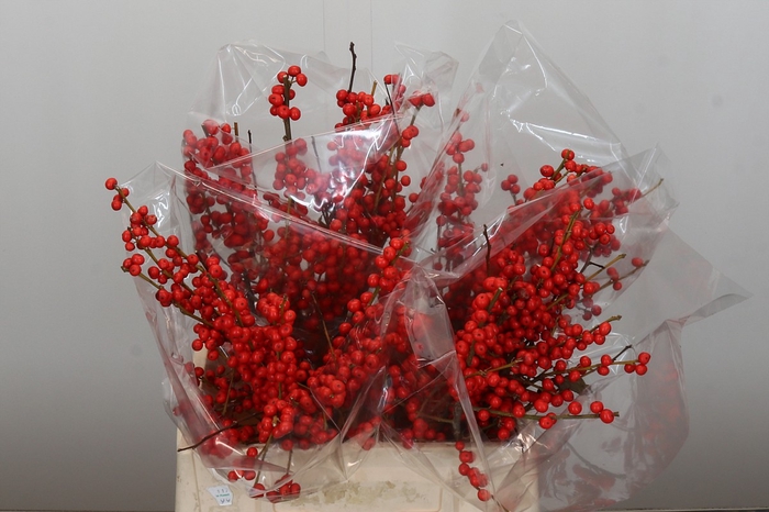 <h4>Ilex Rood</h4>