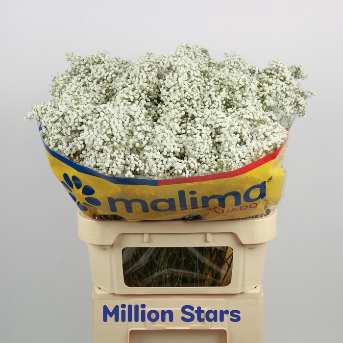 <h4>GYPS PA MILLION STAR</h4>