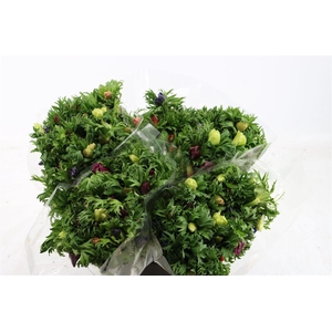 Anem Co Jerusal Mixed