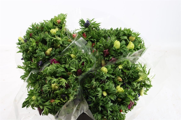 <h4>Anem Co Jerusal Mixed</h4>