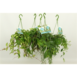 HangonGreen Hangplanten Gemengd 14 cm