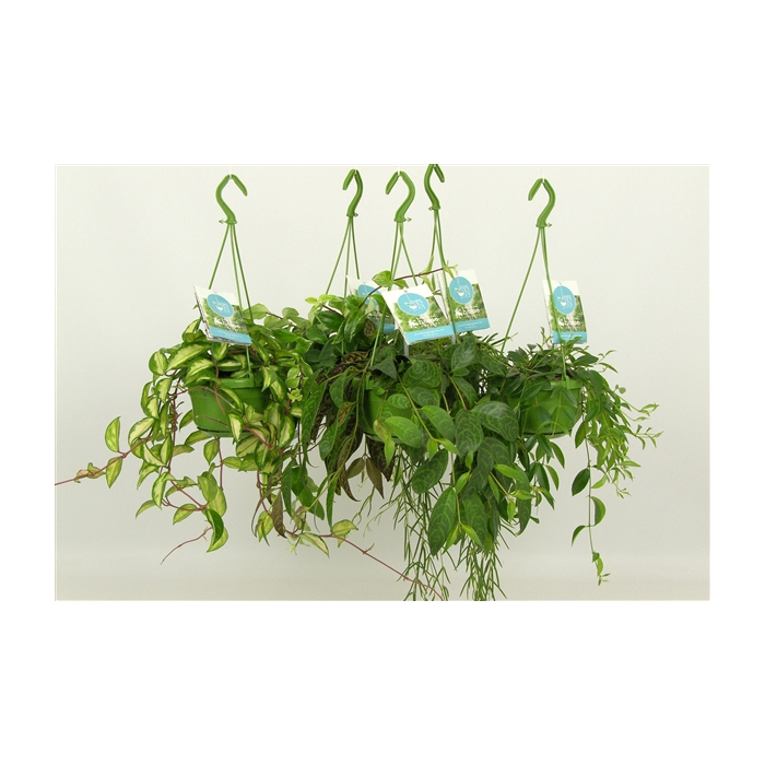 <h4>HangonGreen Hangplanten Gemengd 14 cm</h4>