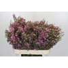 Chamelaucium Kerryn