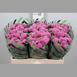 Chr S Ellison Pink