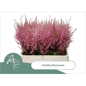 ASTIL C ROMANZE