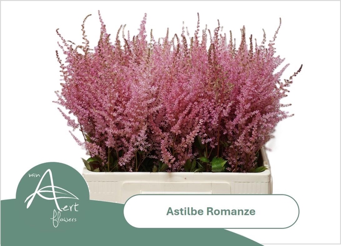<h4>ASTIL C ROMANZE</h4>