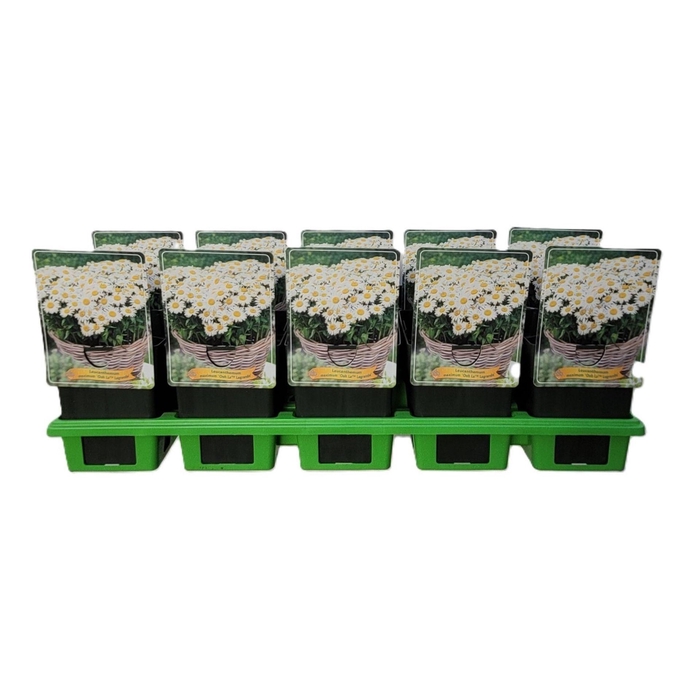 <h4>Leucanthemum Ohh La Lagrande</h4>