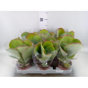 Kalanchoe NF thyrsiflora 'Red Lips'