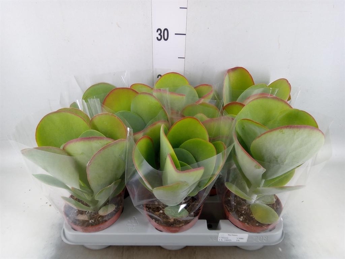 <h4>Kalanchoe NF thyrsiflora 'Red Lips'</h4>