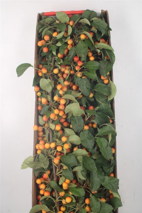 <h4>Malus Mag Orange Tak</h4>
