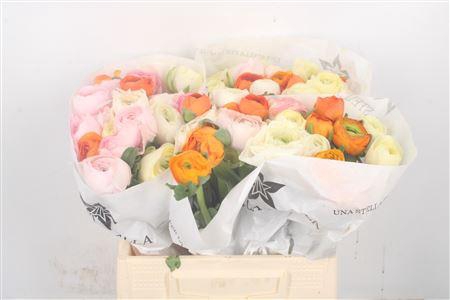 <h4>Ran Su Mixed</h4>