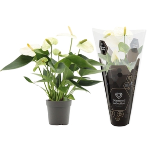 Anthurium 7 cm Everest in Diamond sleeve