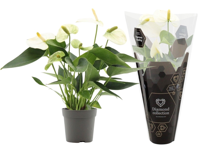 <h4>Anthurium 7 cm Everest in Diamond sleeve</h4>