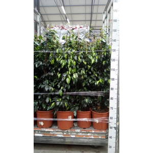 Ficus benja. 'Danielle'