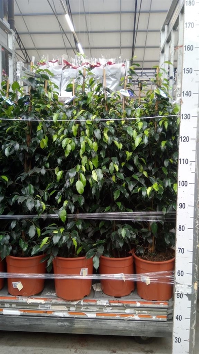 <h4>Ficus benja. 'Danielle'</h4>