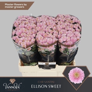 CHR S ELLISON SWEET