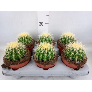 Echinocactus grusonii