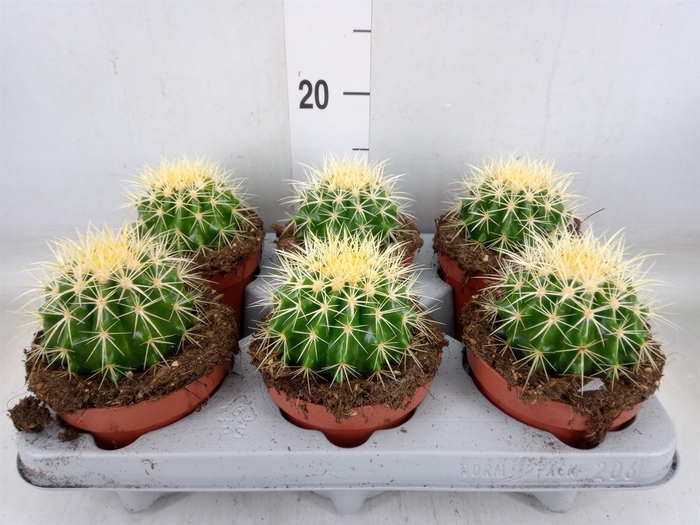 <h4>Echinocactus grusonii</h4>