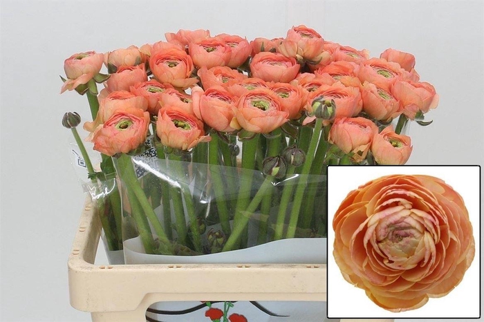 <h4>Ran Aazur Salmon</h4>