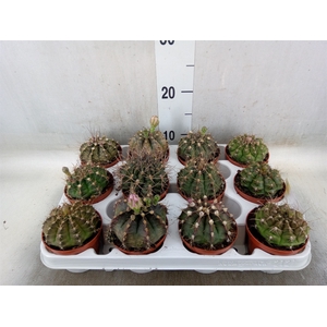 Gymnocalycium mihanov.   ...