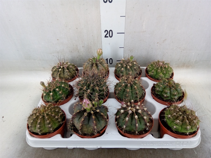 <h4>Gymnocalycium mihanov.   ...</h4>