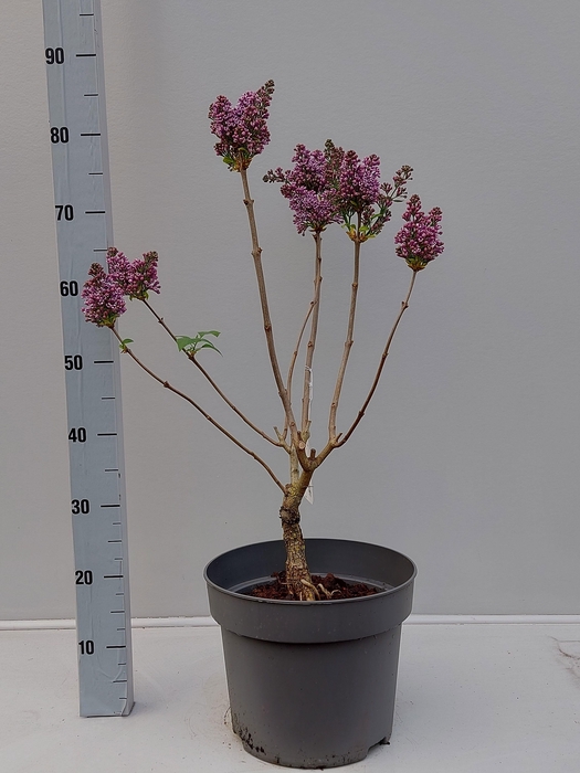 <h4>SYRI VULGARIS</h4>