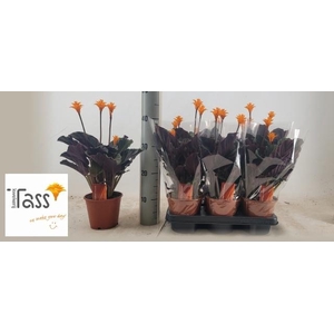 CALAT CROCATA