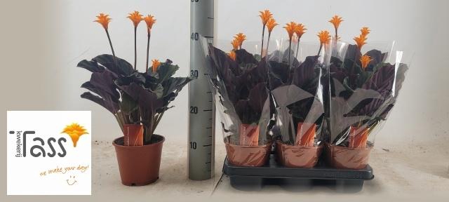 <h4>CALAT CROCATA</h4>