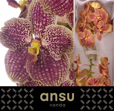 <h4>Vanda Su Retro Red</h4>