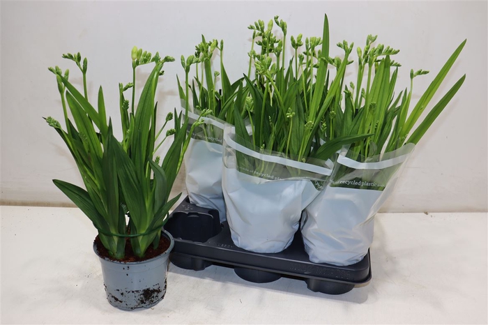 <h4>Freesia Fegood White</h4>