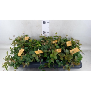 Peperomia  'Rocca Scuro'