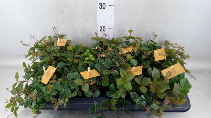 <h4>Peperomia  'Rocca Scuro'</h4>