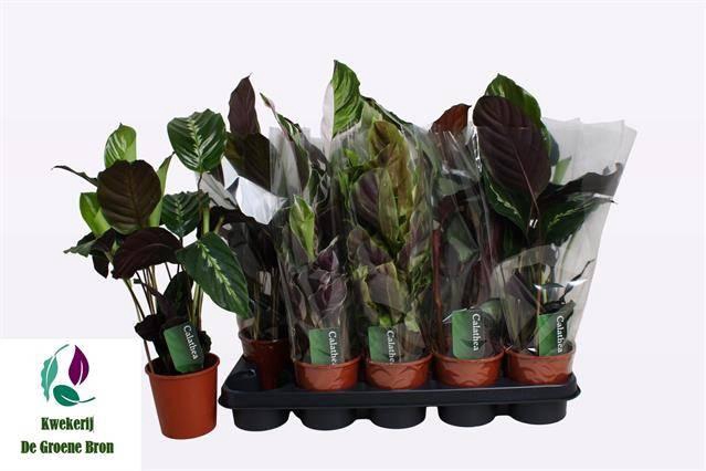 <h4>CALAT GEM 3 SRT</h4>