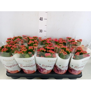 Kalanchoe blos. 'RosDon Victorio'