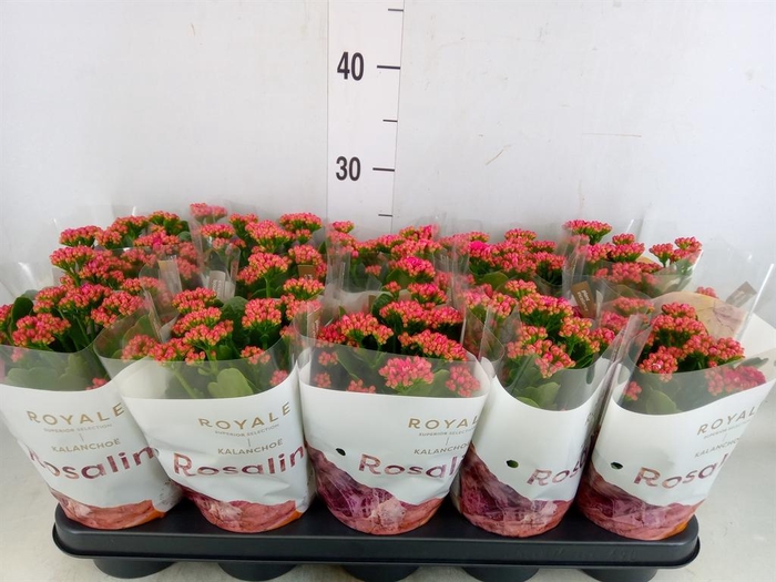 <h4>Kalanchoe blos. 'RosDon Victorio'</h4>