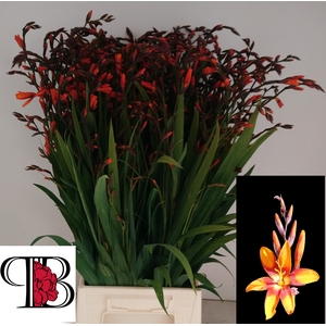 Crocosmia Emily Mckenzie Mientjes