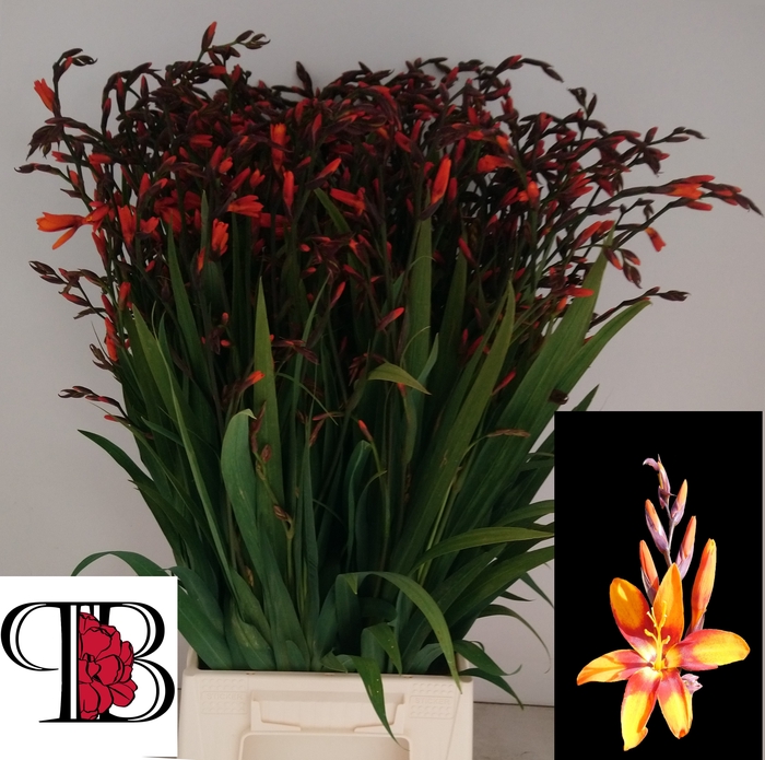 <h4>Crocosmia Emily Mckenzie Mientjes</h4>