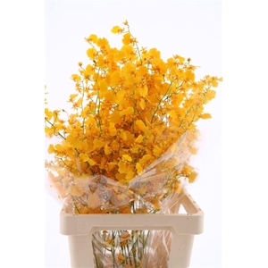 Oncidium Golden Sun L