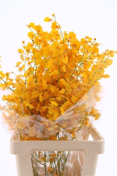 <h4>Oncidium Golden Sun L</h4>