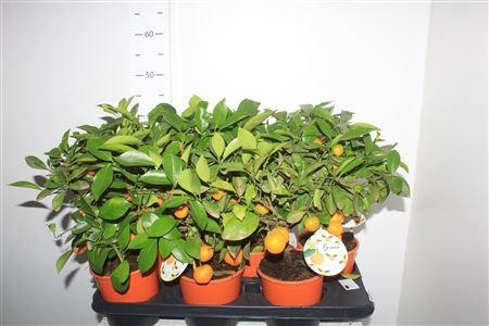 <h4>Citr Microcarpa 5-6</h4>