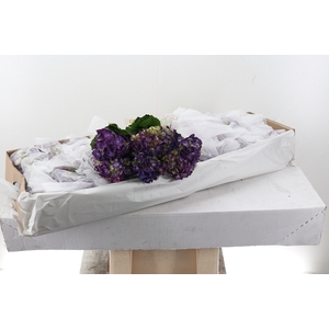Hydr Elite Purple Select