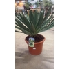Yucca Gloriosa 12ltr, Lone Star (Winterhard)